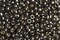 Toho 8/0 Round Japanese Seed Bead, TR8-595PF, Pyrite Galv PermaFinish